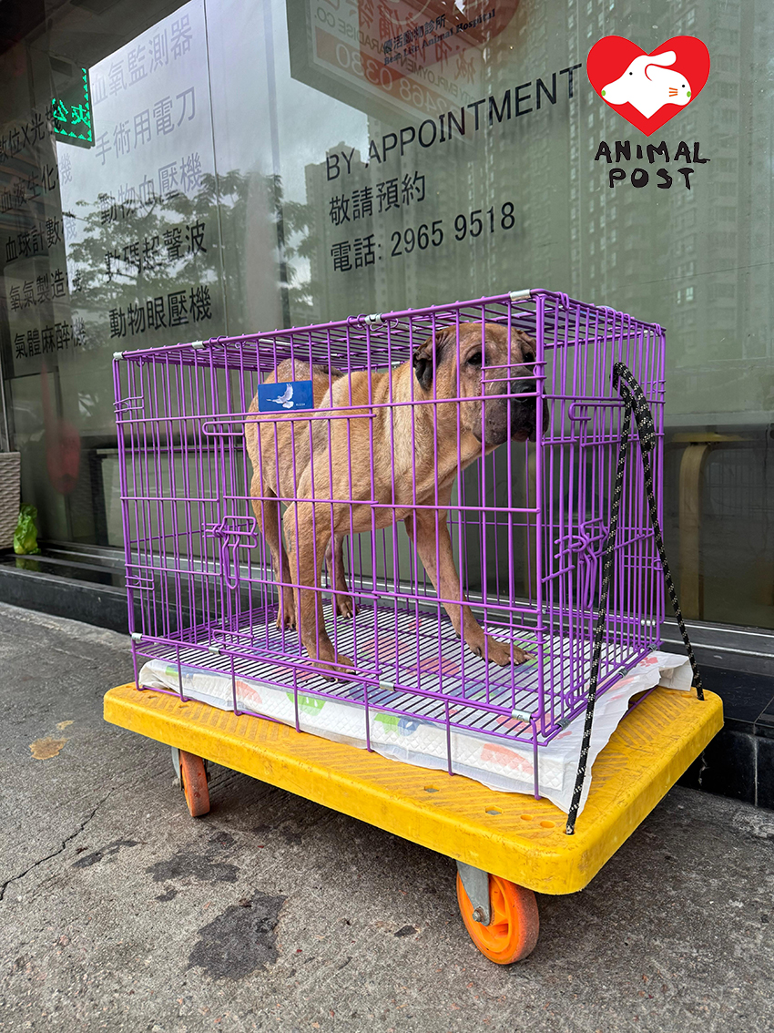 義工今日帶狗狗到獸醫診所檢查。