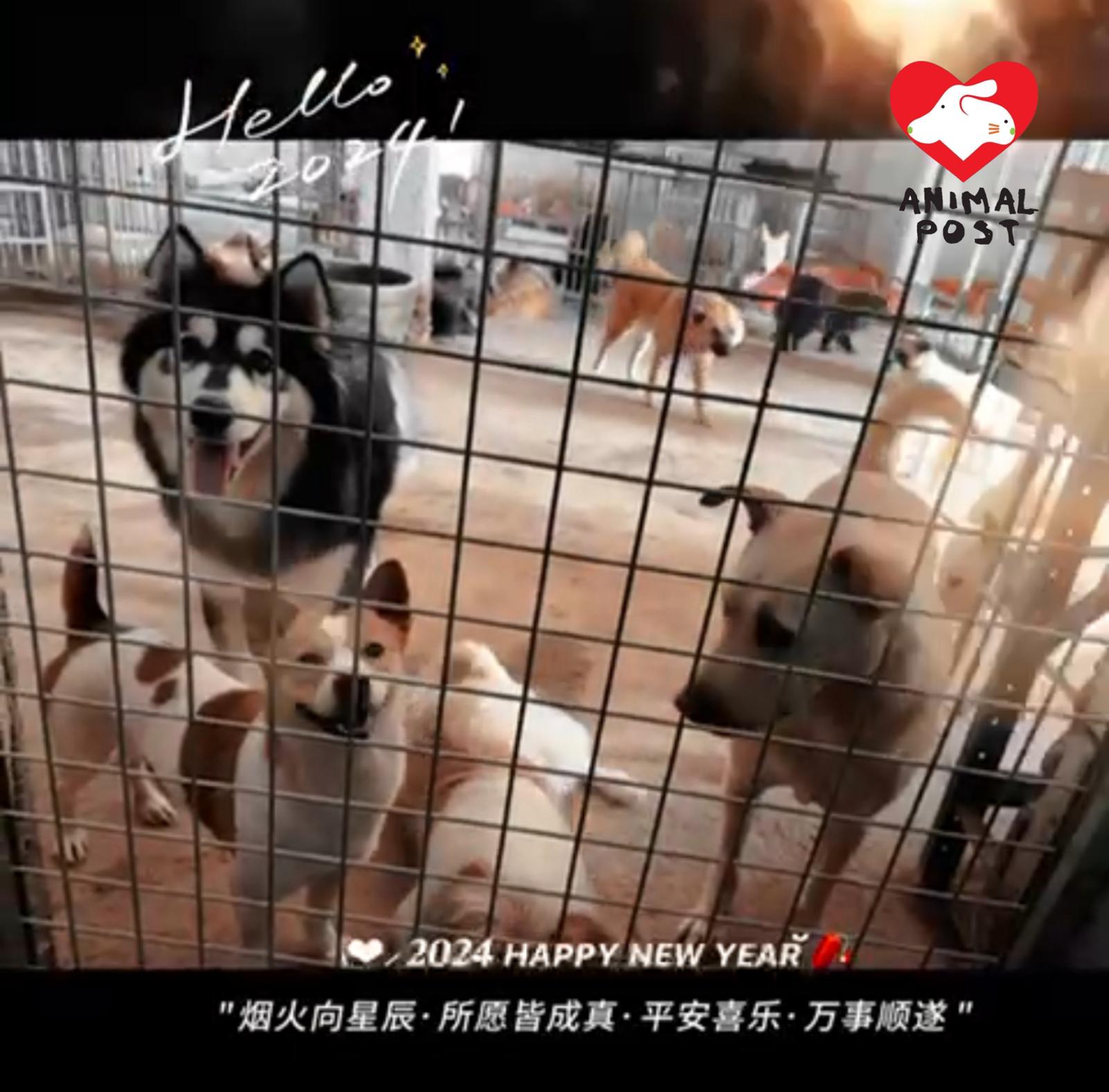 在內地擔任拯救動物工作並不容易,李先生和陳小姐努力拯救狗狗,並替他們尋找領養。圖中狗狗正等待領養,左為胖虎