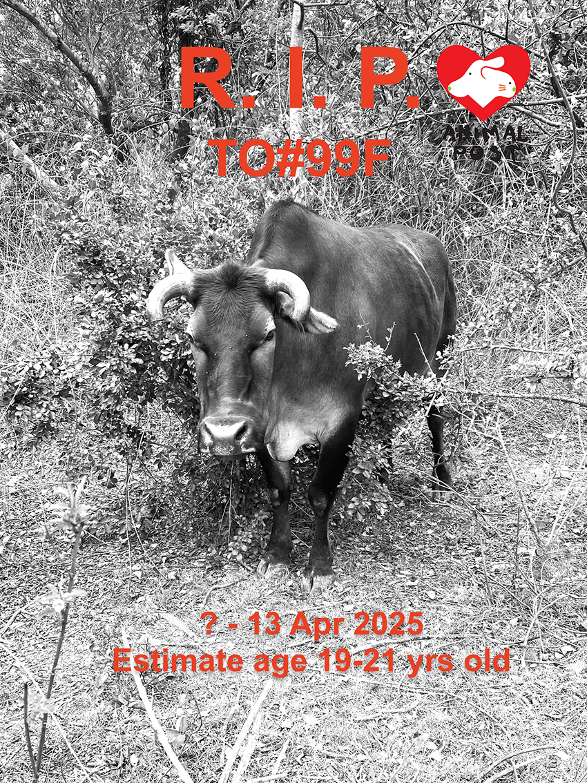 今年4月便有大澳牛突然流血,在送醫時不幸死亡。
