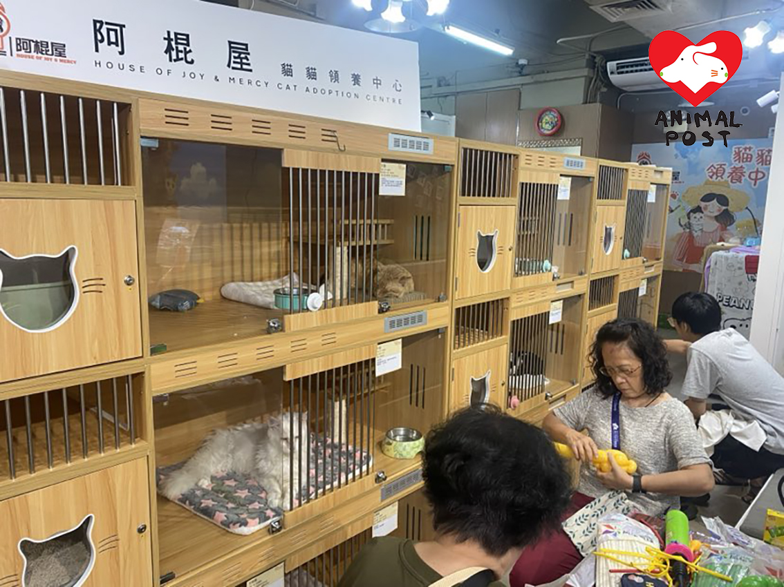 領養中心已住了30隻貓貓,都是適合領養的乖貓。
