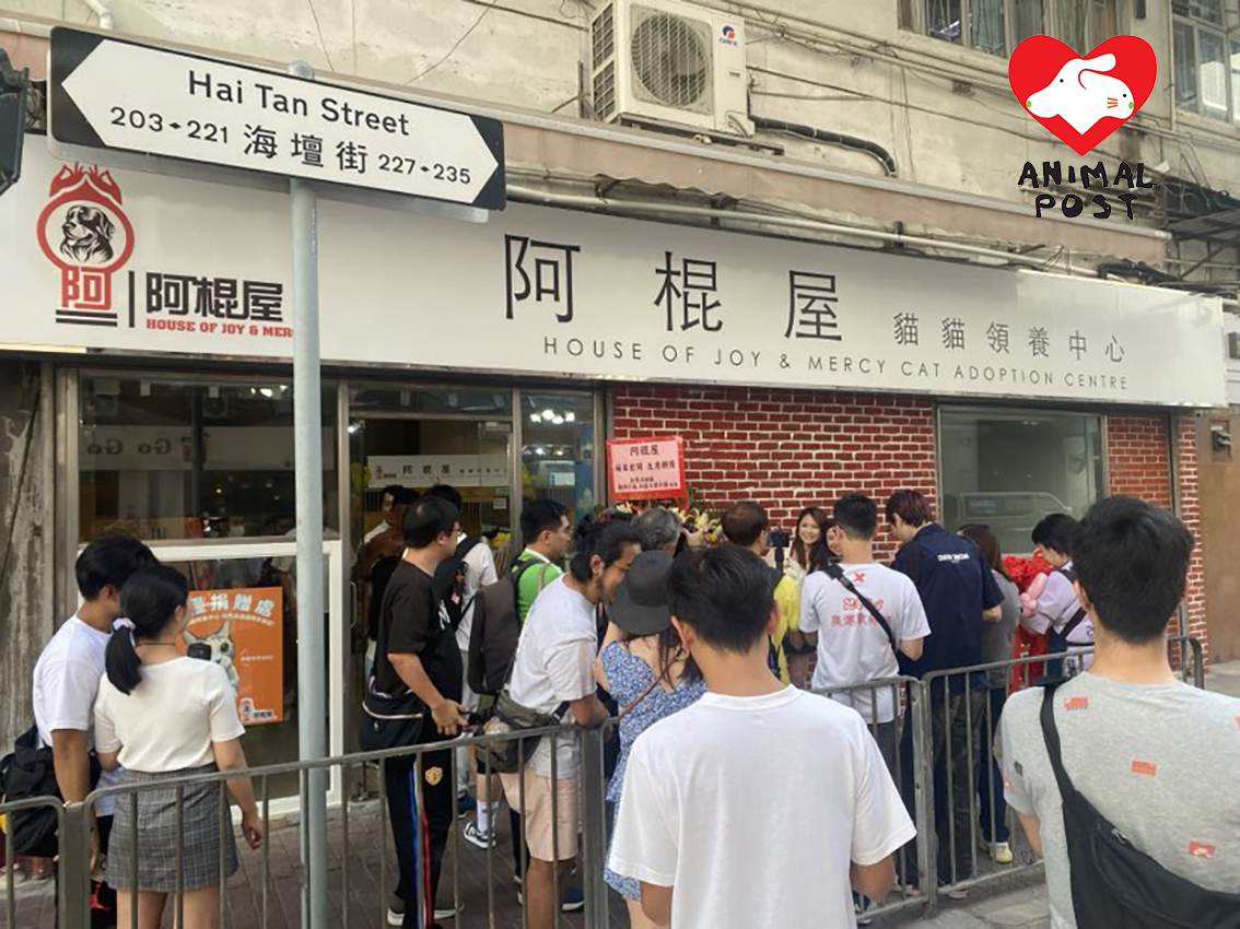 位於深水埗的阿棍屋貓貓領養中心今日開幕。