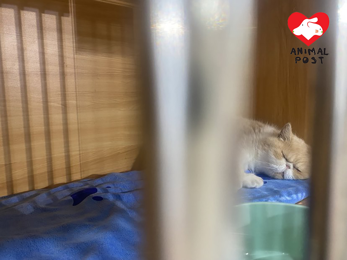 不少貓貓都曾生病或被人遺棄,但他們仍對人充滿信任。