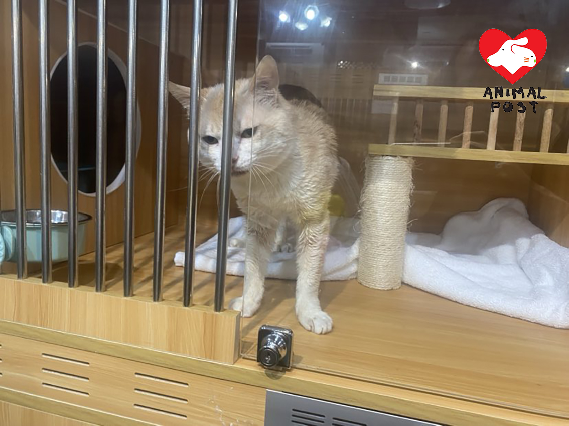 不少貓貓都曾生病或被人遺棄,但他們仍對人充滿信任。