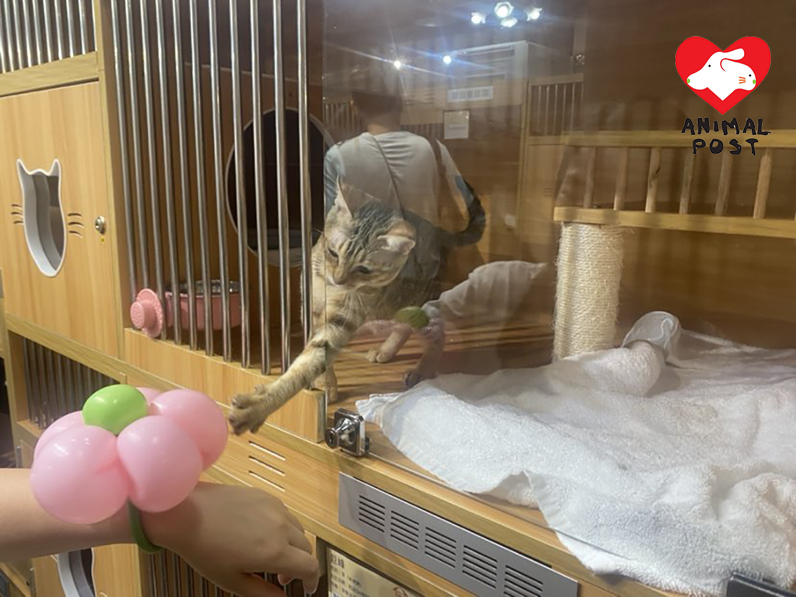 貓貓對人十分友善,會主動撩人玩。