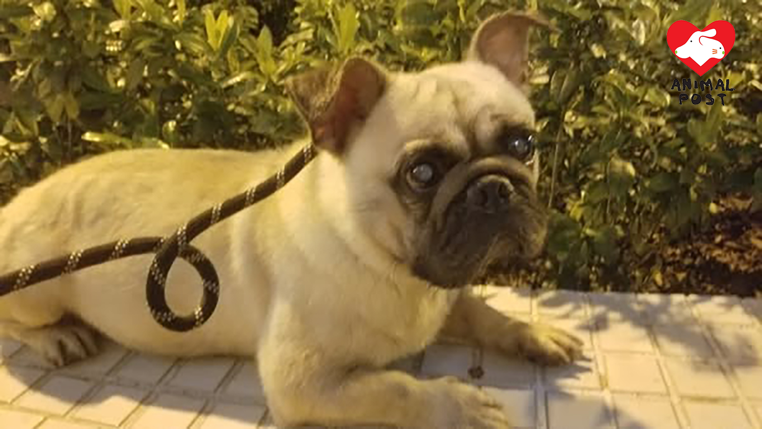 八哥犬日前被人抱入廟內。