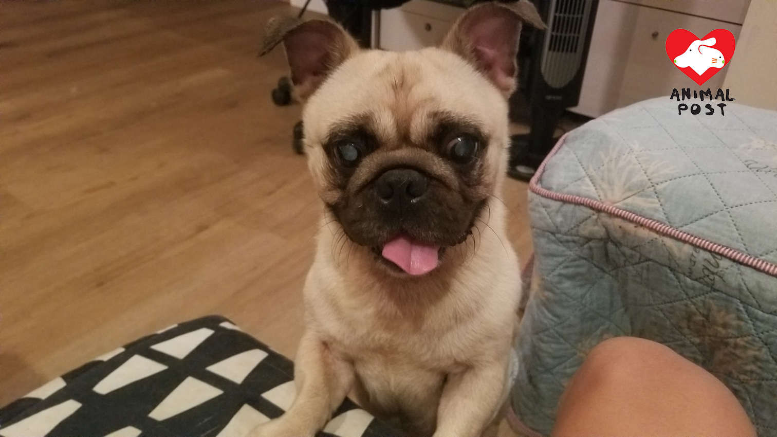 狗狗性格十分可愛溫馴。