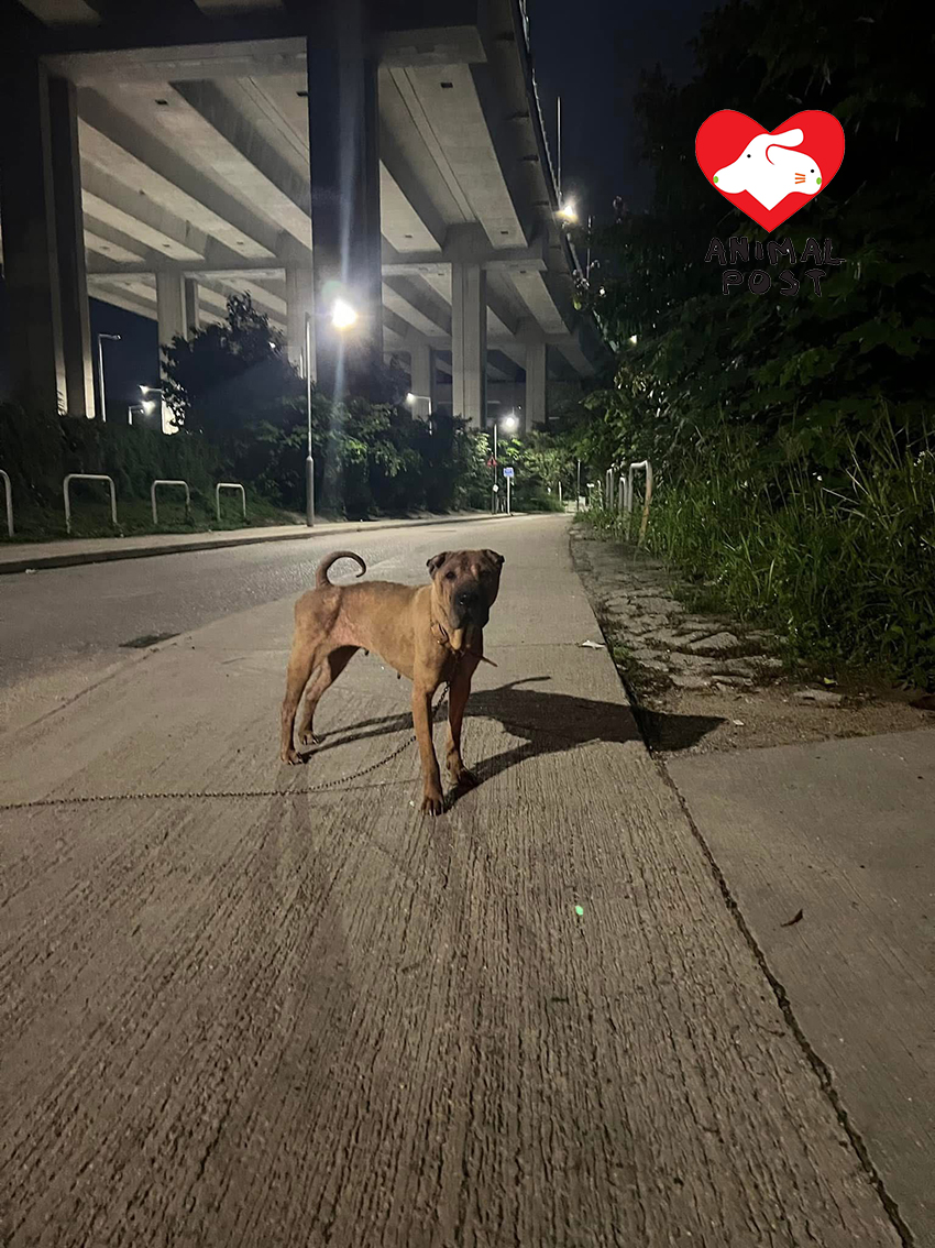 一隻拖著鐵鍊的狗狗昨晚在屯門藍地徘徊。