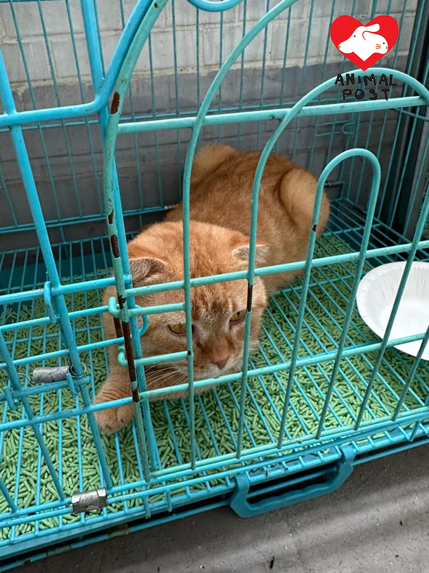 貓貓由義工救走,情況良好。