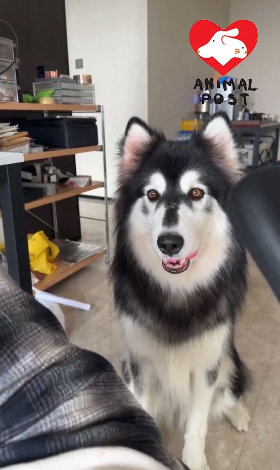 阿拉斯加雪橇犬在深圳慘被領養人打死。