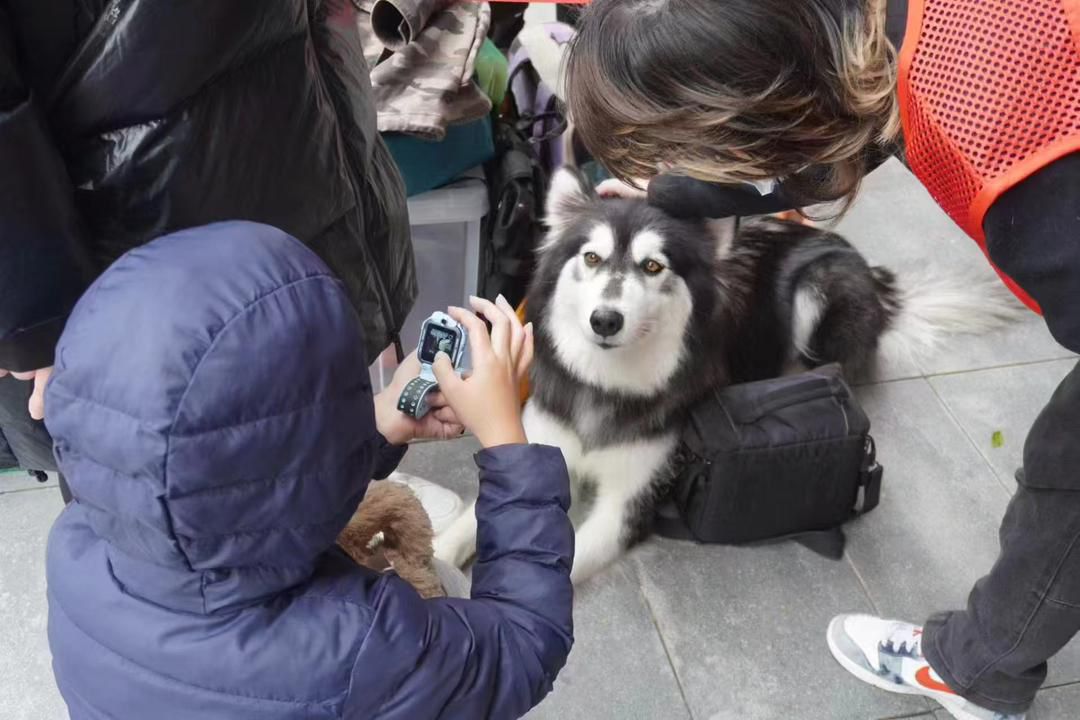胖虎性格溫馴及可愛,李先生一直努力為他尋找領養,盼望他可以得到幸福,估不到最終胖虎被領養人活生生打死。