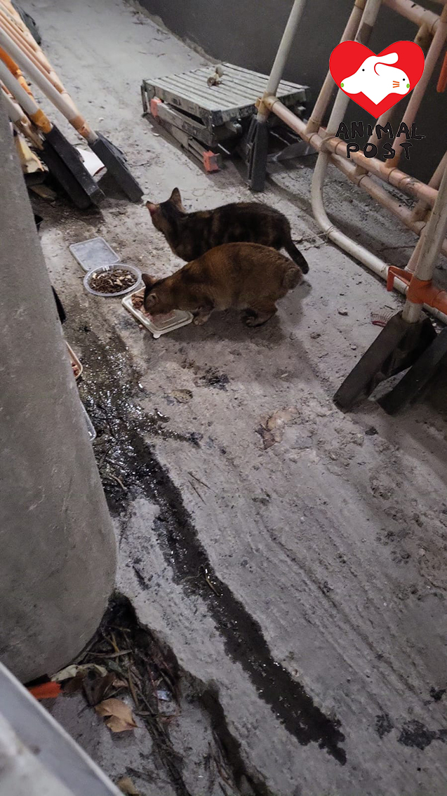 膳心小館石硤尾店籌得的貓糧,餵飽了該區逾50隻街貓。