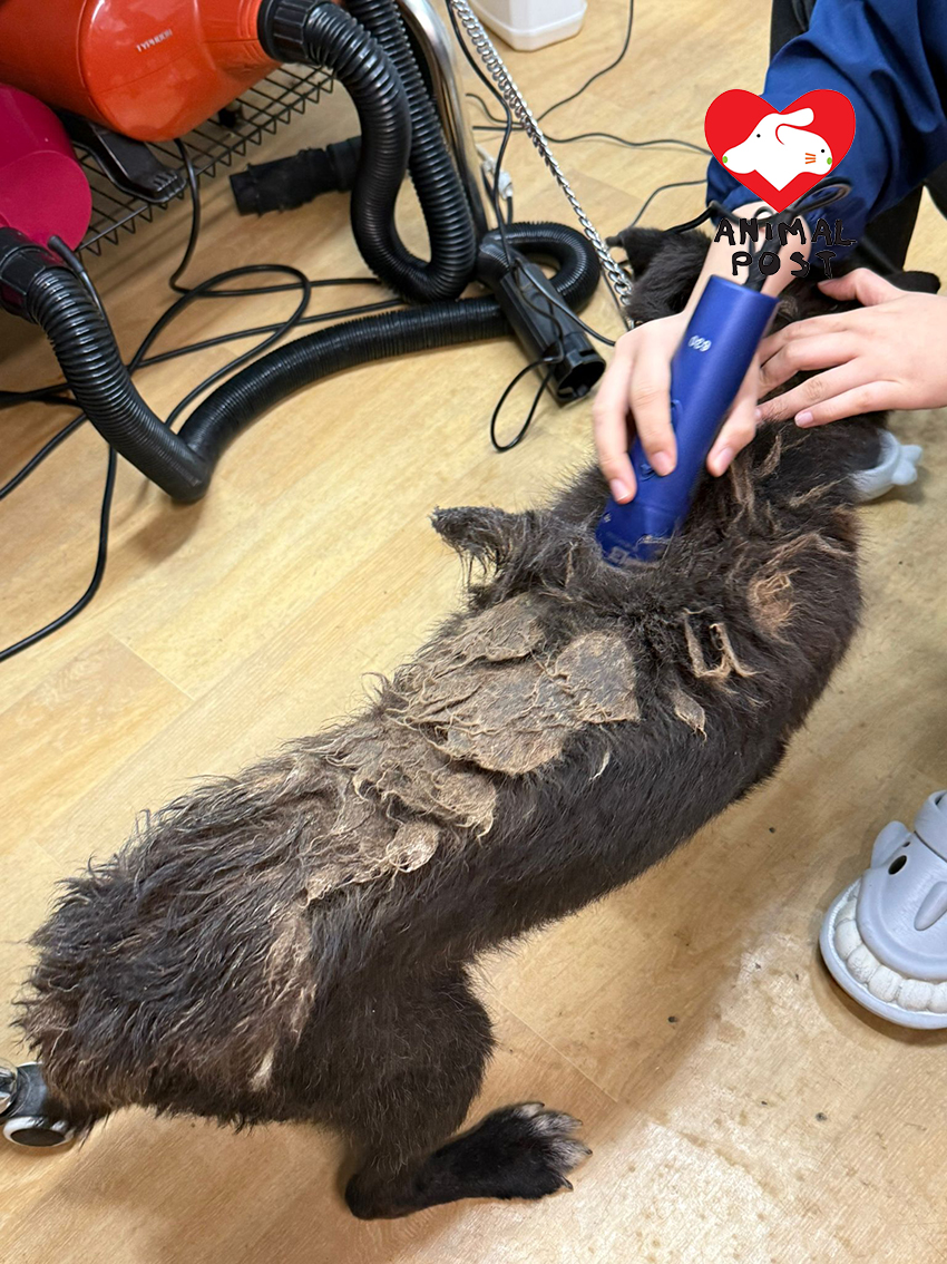 義工為狗狗梳洗。