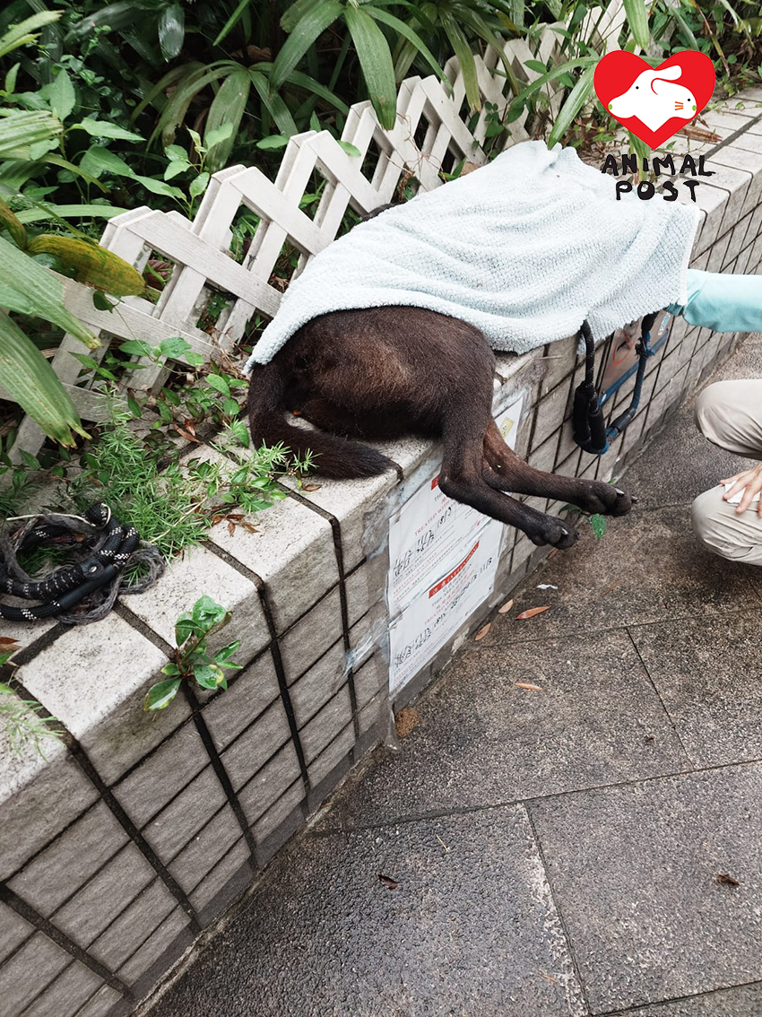 義工已接走狗狗遺體。