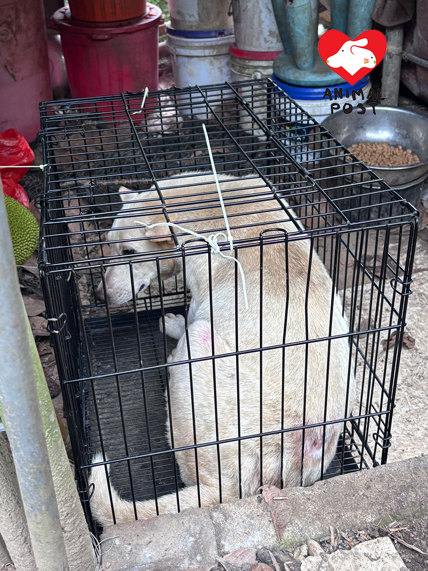 一隻狗女受傷及懷孕,原來是福妹所生的女兒