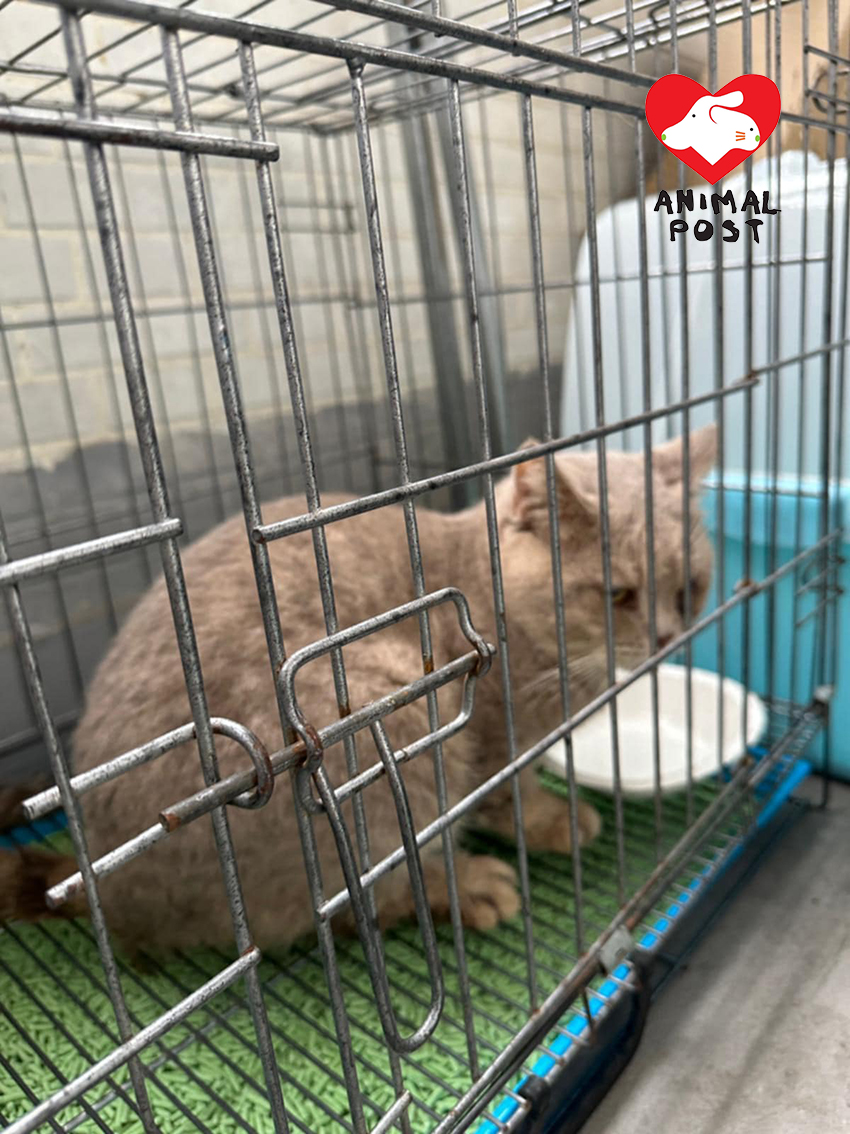 貓貓由義工救走,情況良好。
