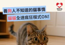 養狗人不知道的貓事情 - 貓貓的全速狂奔瘋狂模式