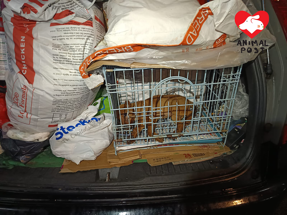 婆婆家中已有40隻狗,狗BB只能在車上居住。