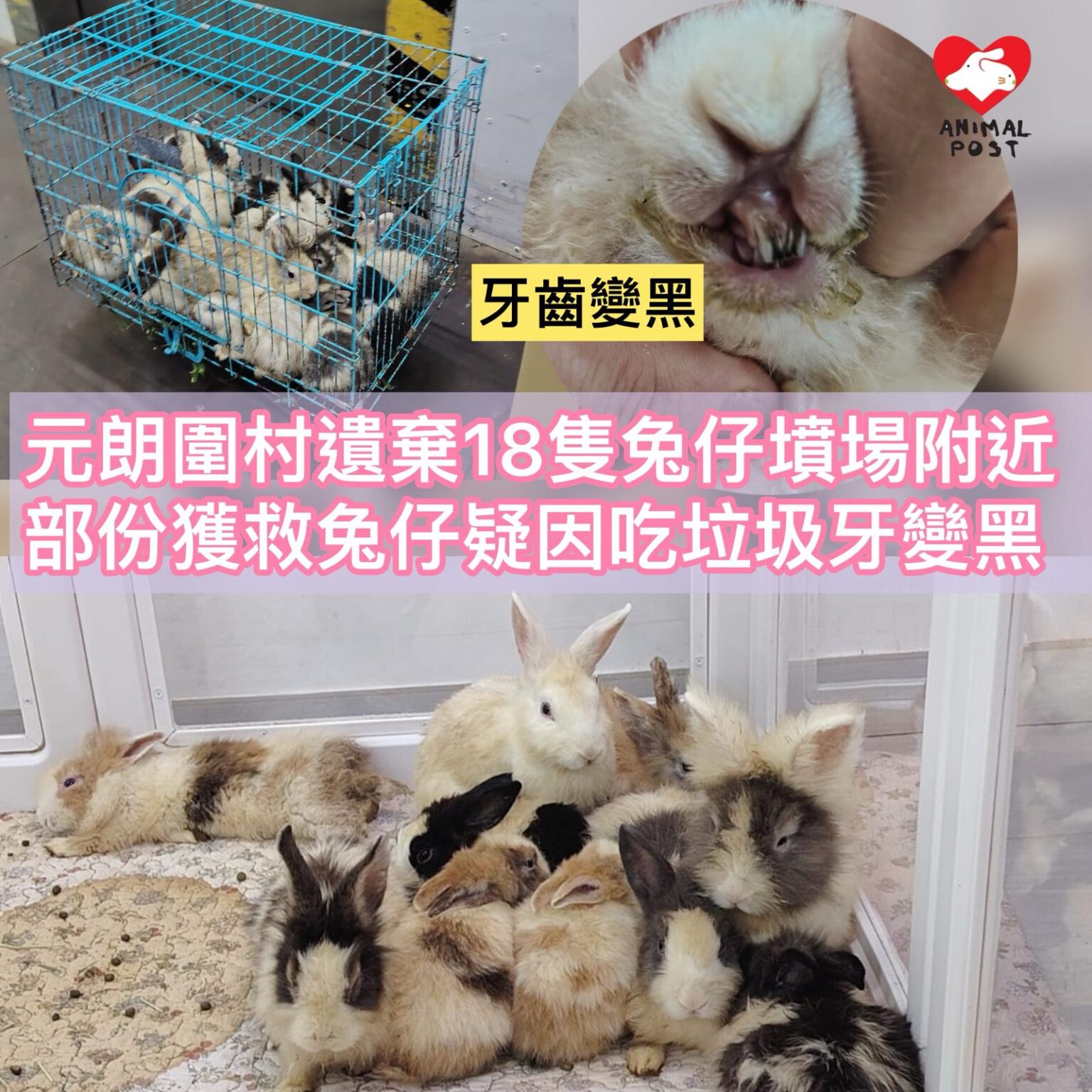 元朗圍村遺棄18隻兔仔填場附近 機構救起發現部份兔仔吃垃圾牙變黑 - 香港動物報 Hong Kong Animal Post