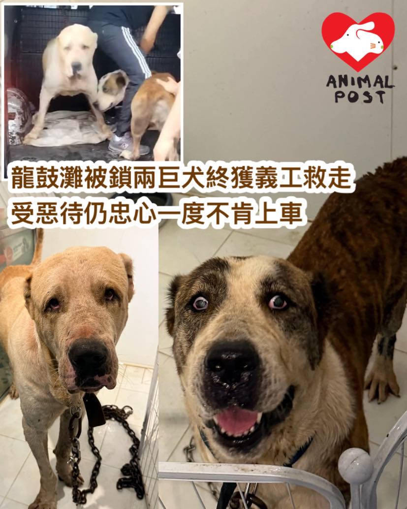 荒漠航路—双头犬的精神启示录