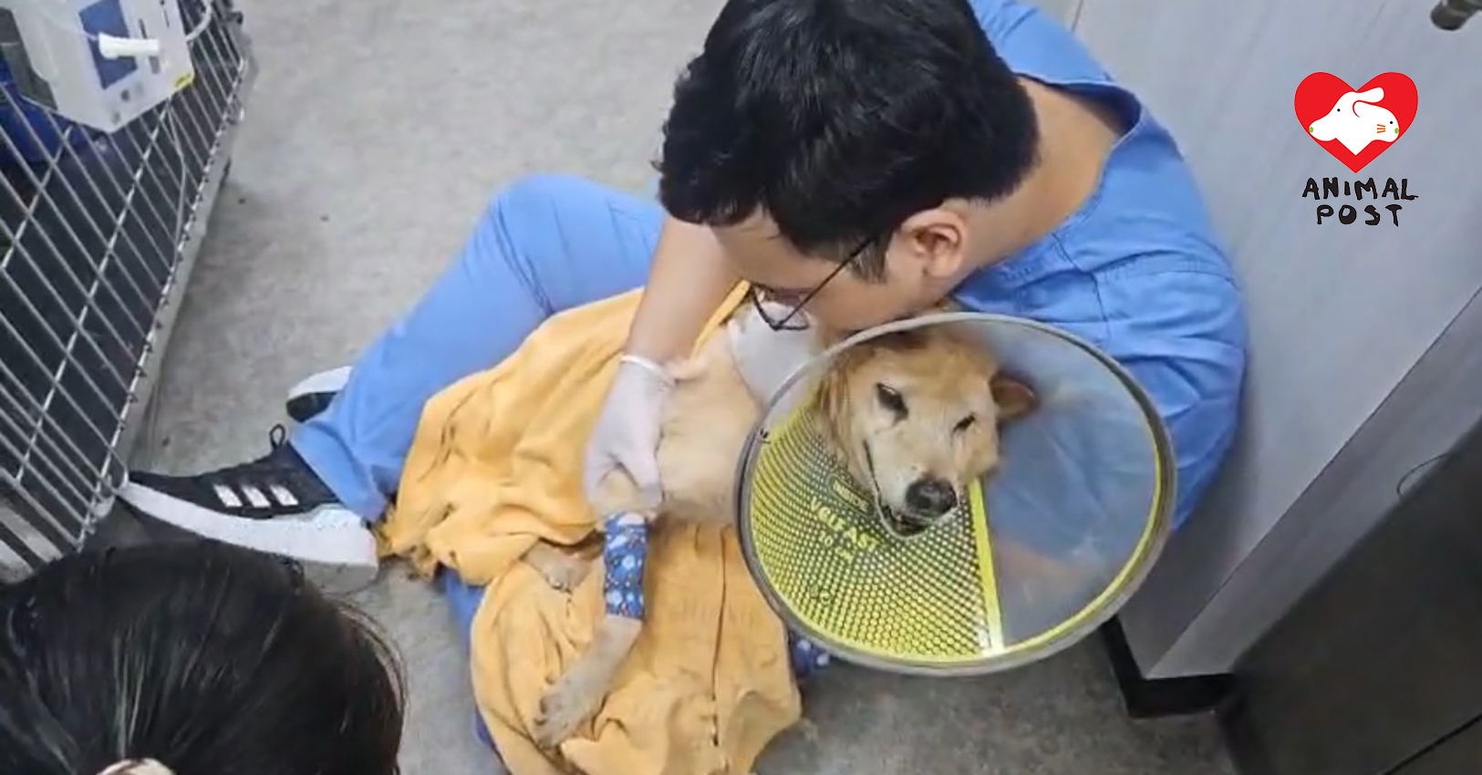 老狗主夫婦分別離世及住老人院兩狗狗失依靠需尋家一狗不斷轉圈交毛守醫治