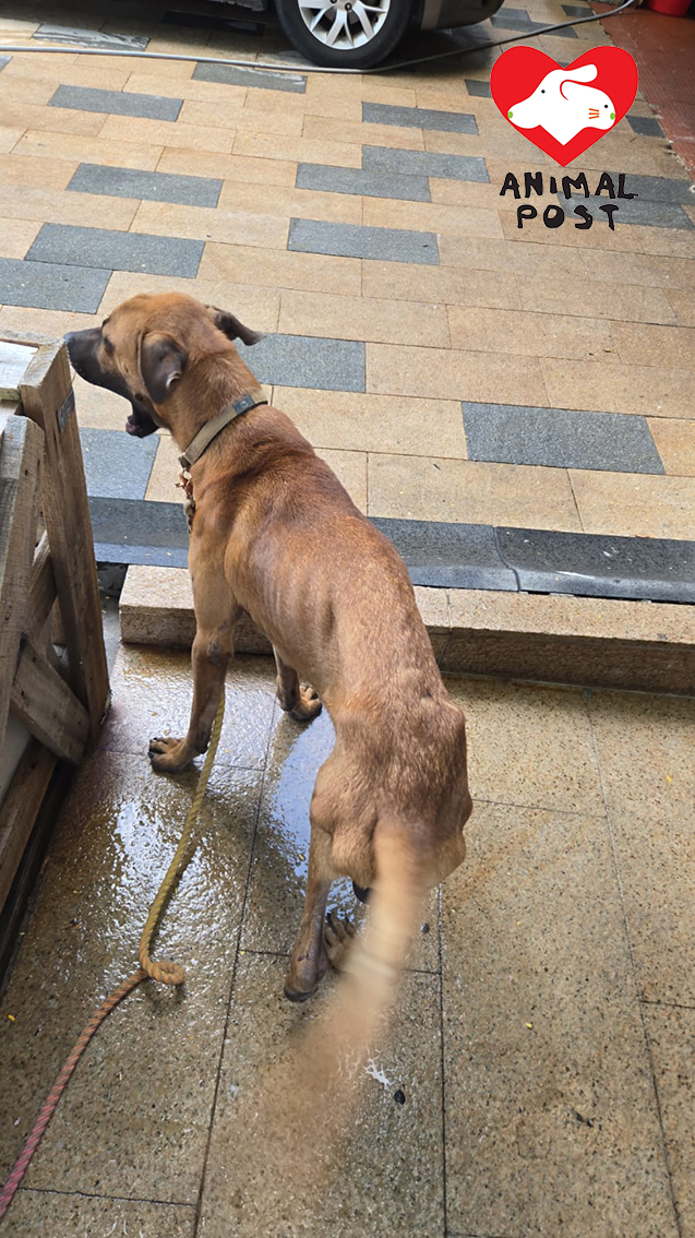 地盤狗蕉哥上月底被車撞傷,幸獲一班地盤員工夾錢讓他做手術。