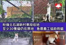 粉嶺北石湖新村東段收地 至少30隻貓仍在原地 急尋義工協助救貓
