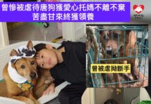 曾慘被虐待至斷手唐狗獲愛心託媽不離不棄 苦盡甘來終獲領養