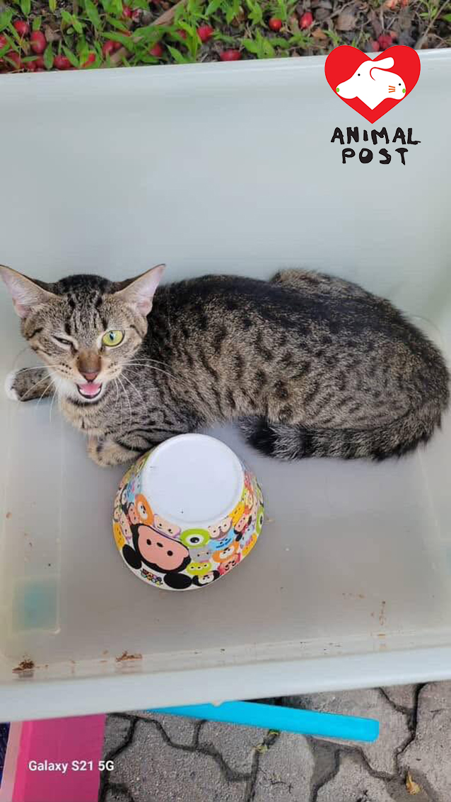 貓貓們慘被遺棄,幸好有熱心市民及時發現及救援。