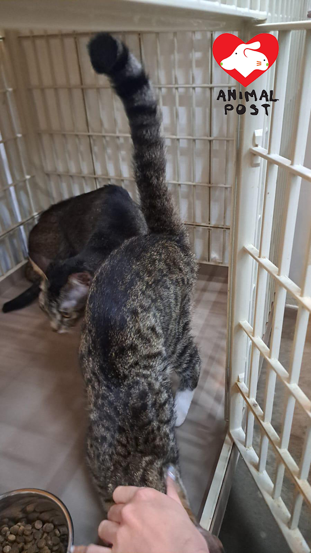 貓貓們慘被遺棄,幸好有熱心市民及時發現及救援。