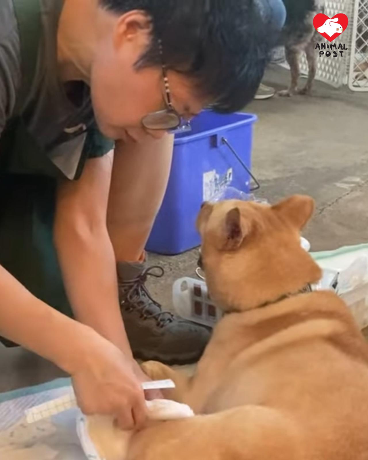 強颱風吹襲在即,阿棍屋急為場內狗狗尋暫托家庭應急。