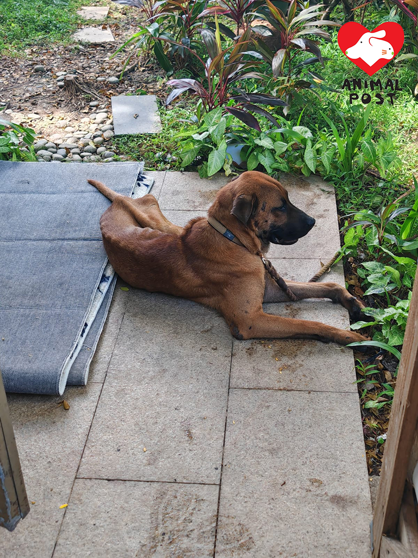 地盤員工向義工求助,希望狗狗可以獲得領養,不用再在地盤面對危險。