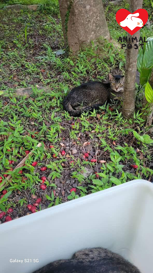 貓貓們慘被遺棄,幸好有熱心市民及時發現及救援。