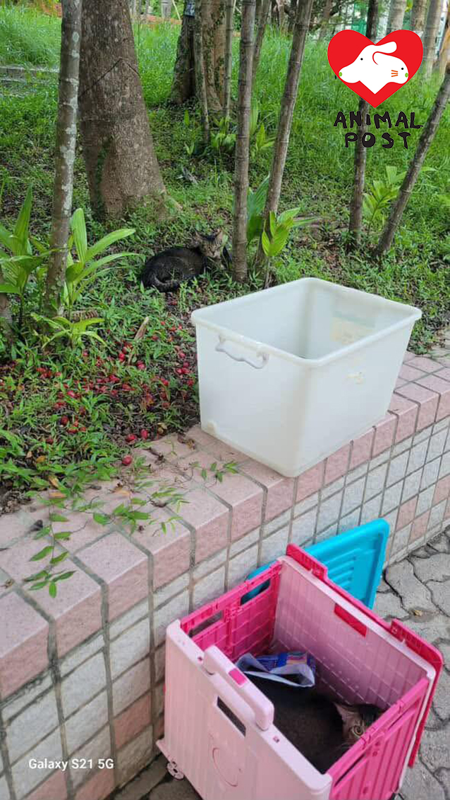 颱風正吹襲香港,有人竟狠心在這段時間遺棄貓貓。