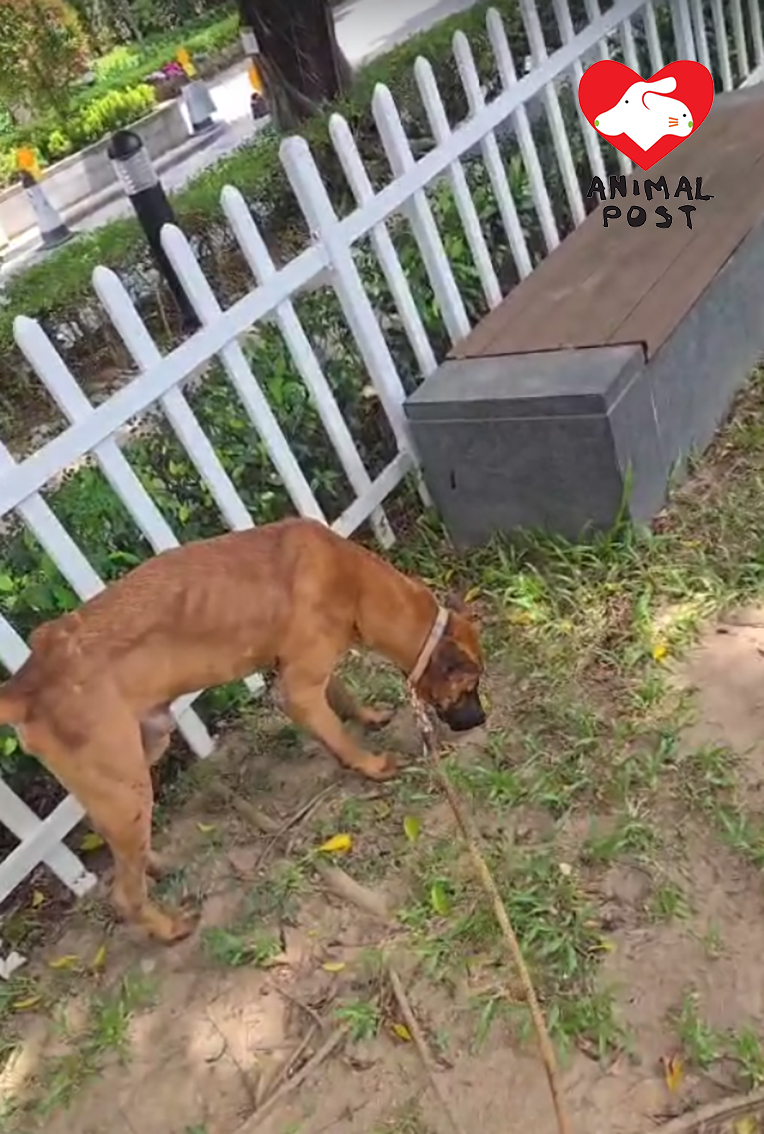 狗狗現時走路仍有點一拐一拐。