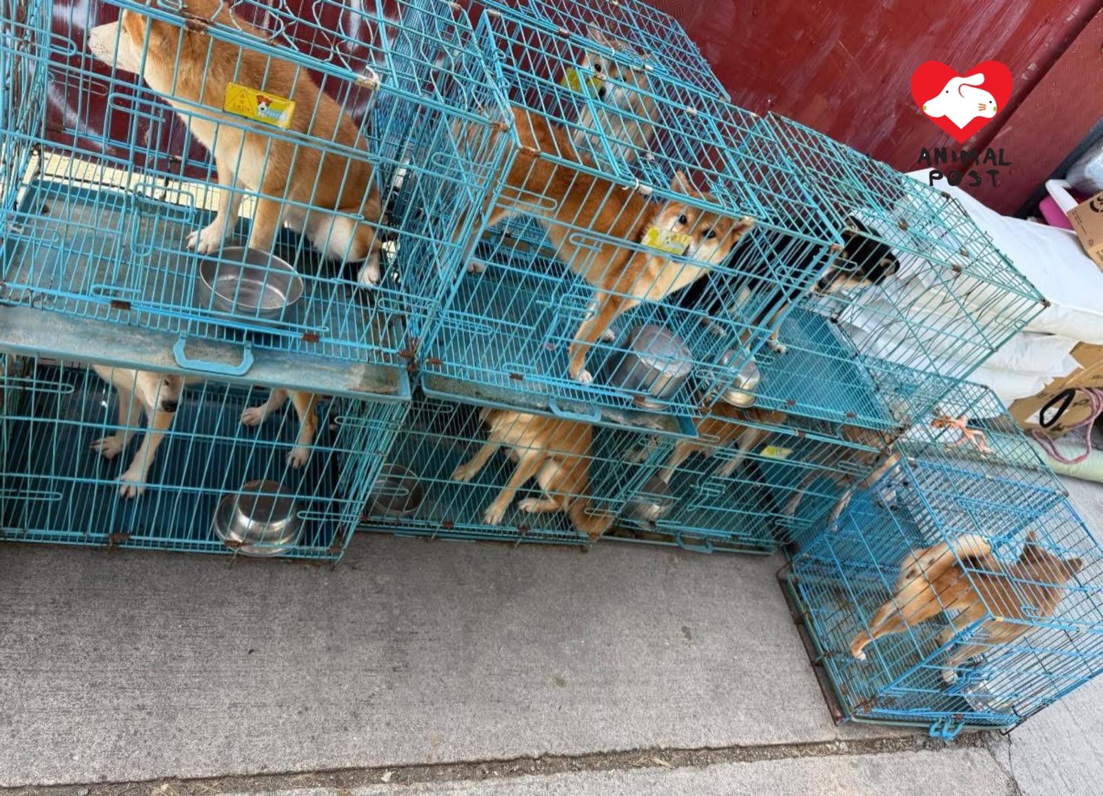 繁殖場用完即棄110隻柴犬義工救出急尋大量暫託支援