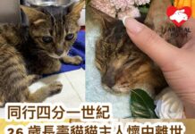 同行四分一世紀 26歲長壽貓貓於主人懷中離世