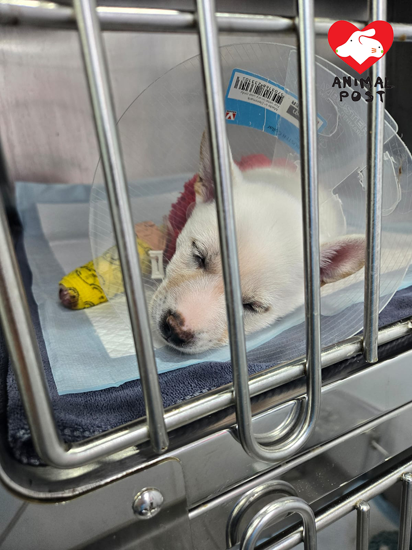 幼犬們不幸確診腸病毒,要留院醫治。