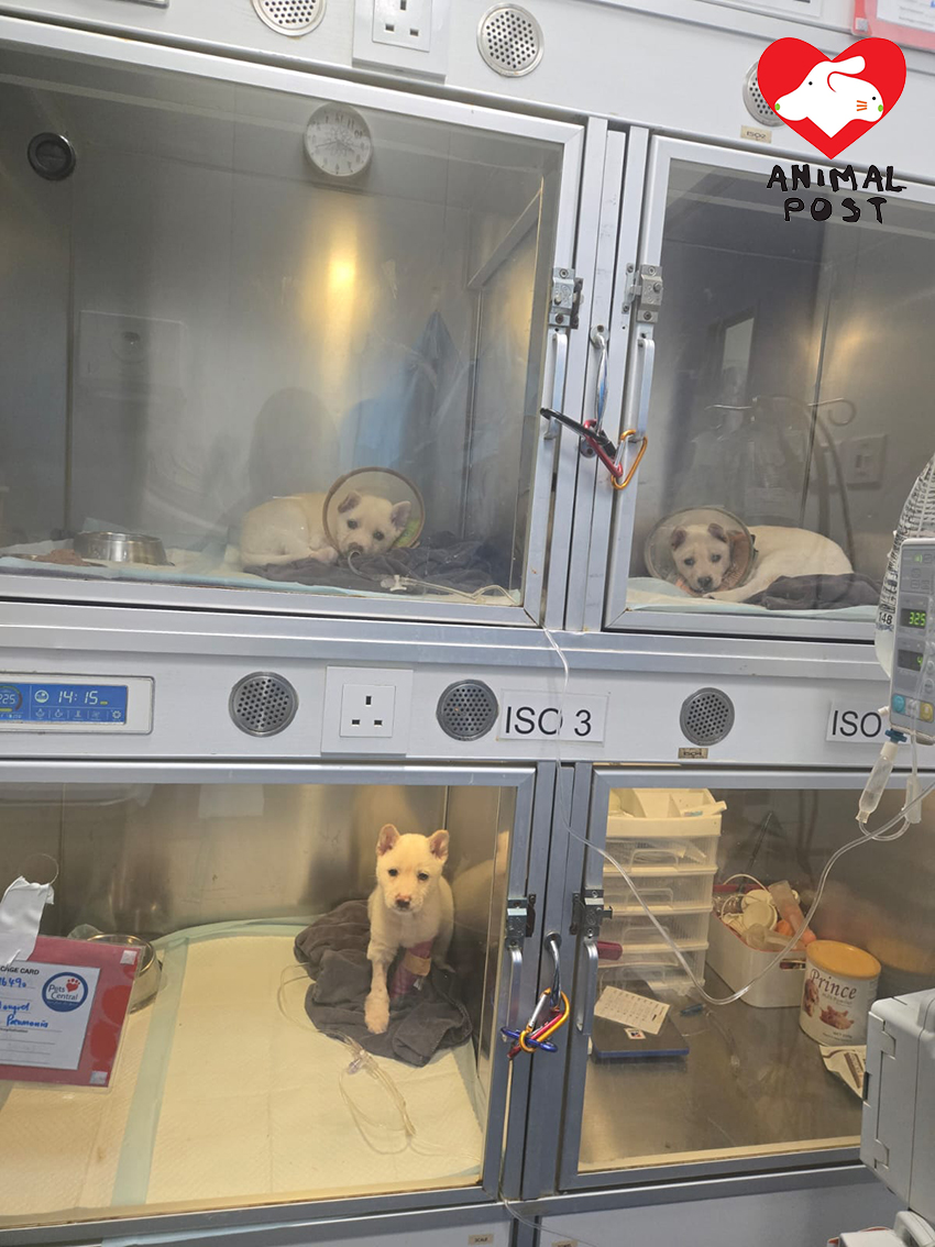 幼犬們不幸確診腸病毒,要留院醫治。