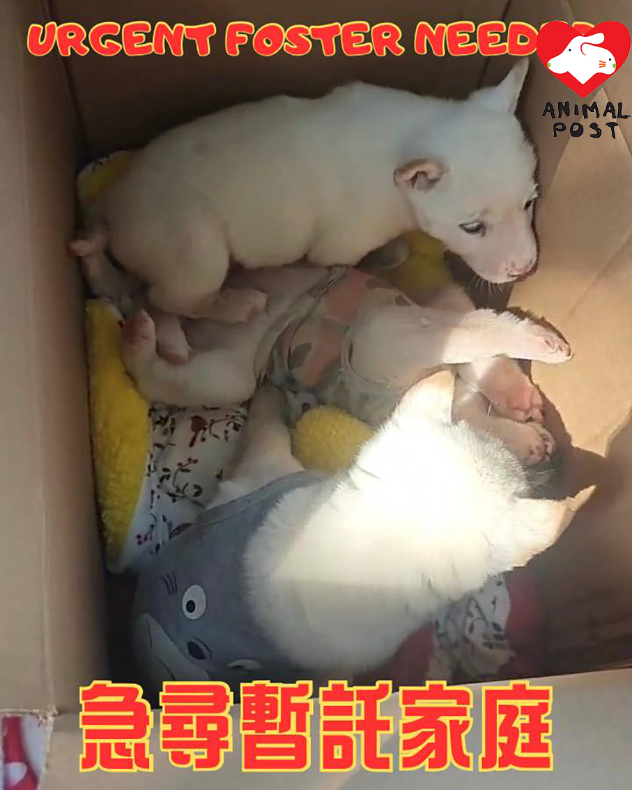 3幼犬去年底被人遺棄於打鼓嶺垃圾站。