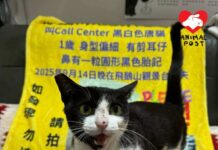 失貓家人的心聲與忠告(文:Chris)