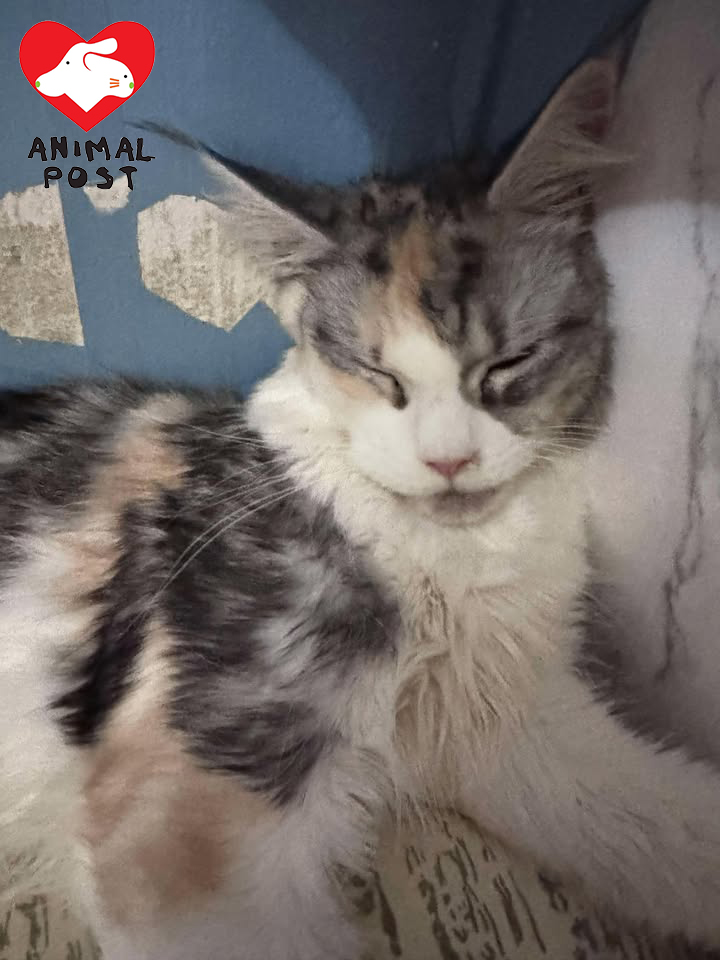 布布現時下落不明,貓主希望能和愛貓團聚。