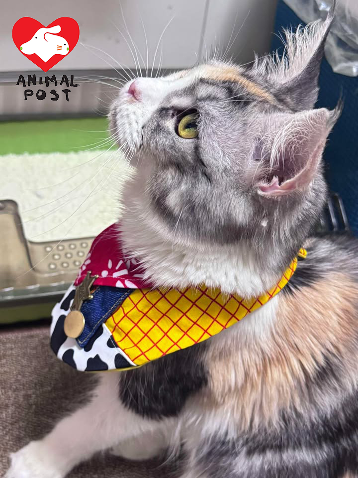 布布現時下落不明,貓主希望能和愛貓團聚。