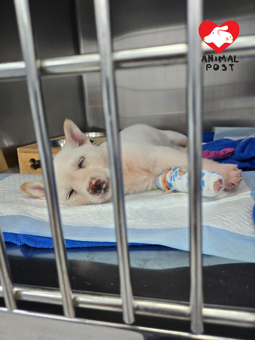 幼犬們不幸確診腸病毒,要留院醫治。