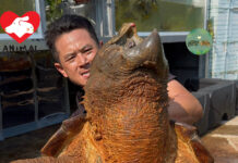 大鱷龜的救援與城市飼養責任的反思(撰文:龜途創辦人阿邦) 巨型鱷龜被遺棄在魚塘。