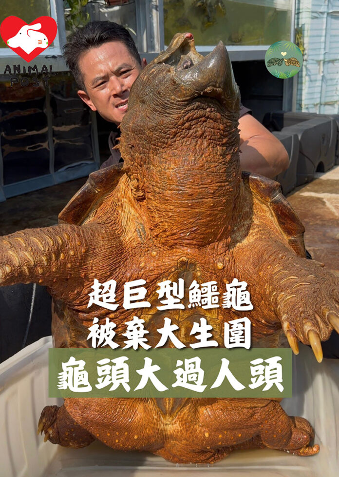 巨型鱷龜被遺棄在魚塘。