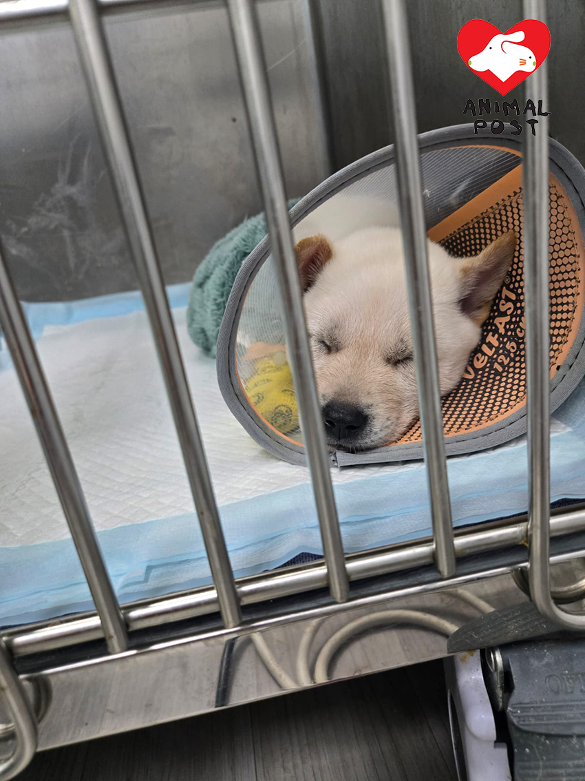 幼犬們不幸確診腸病毒,要留院醫治。