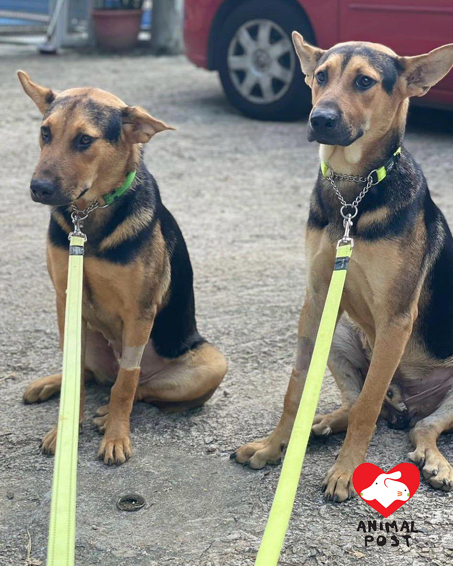 落馬洲近日發生連環殺狗案,BLui(左)在前日疑中毒身亡。