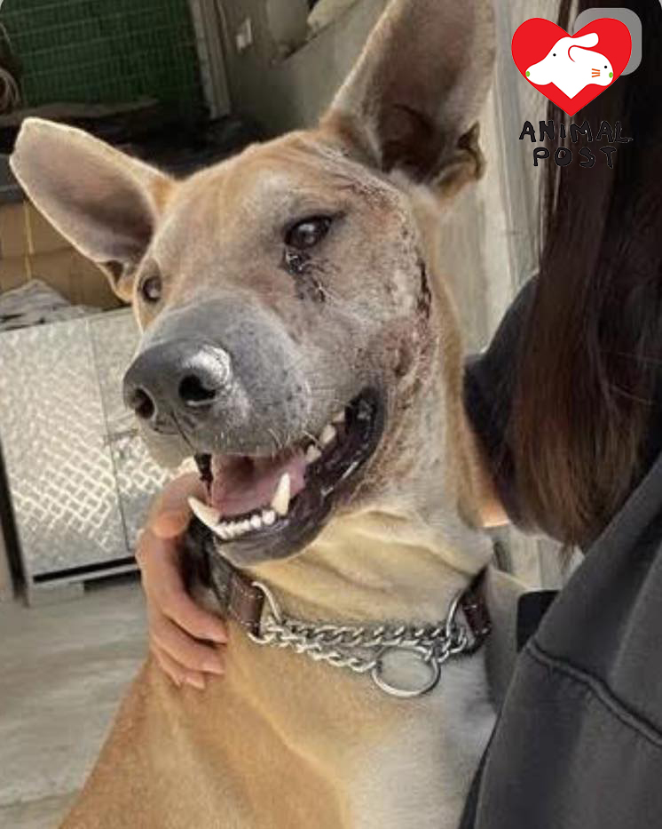 狗狗昨日被發現於池塘身亡。