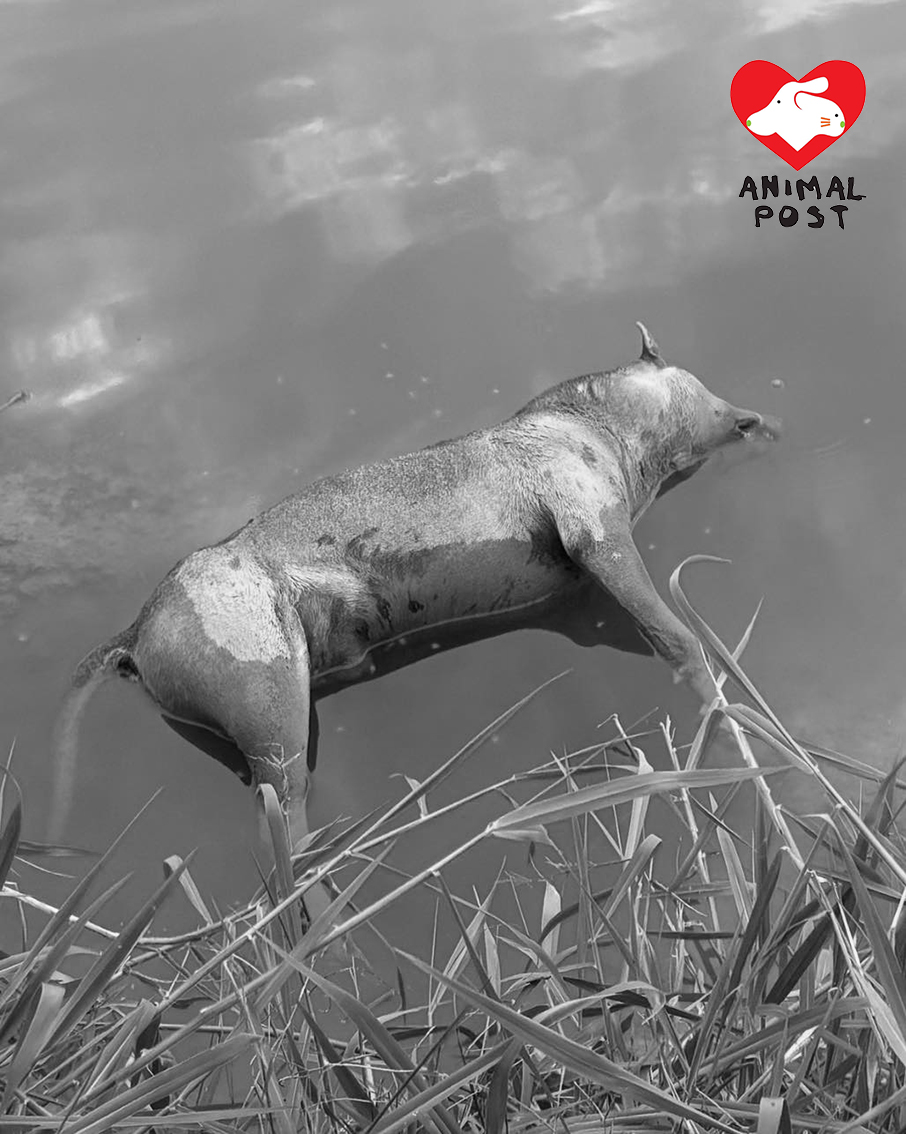 狗狗昨日被發現於池塘身亡。