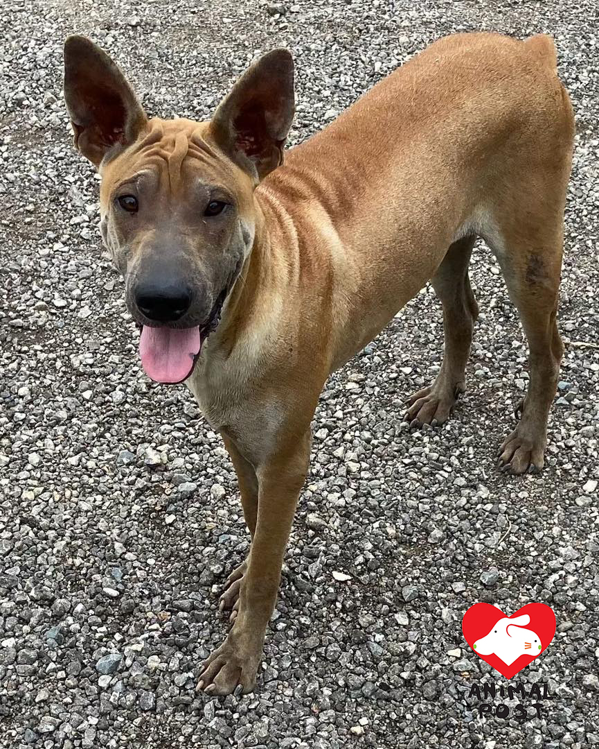 狗狗昨日被發現於池塘身亡。